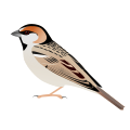 Saxaul Sparrow, nominate subspecies