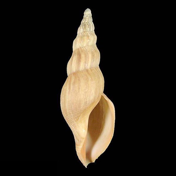 File:Shell Fusivoluta lemaitrei.jpg