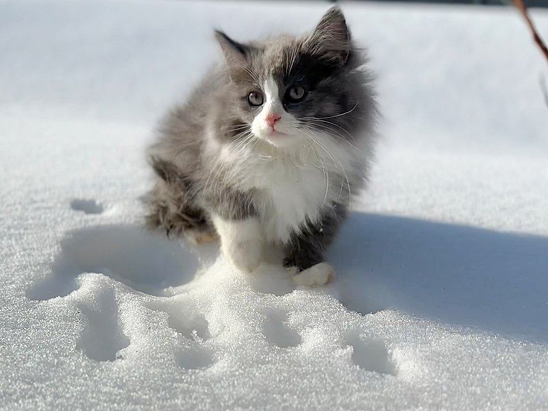 File:Siberian kitten.jpg