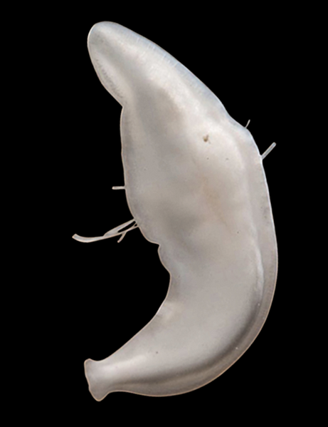 File:Sphalloplana mohri.png