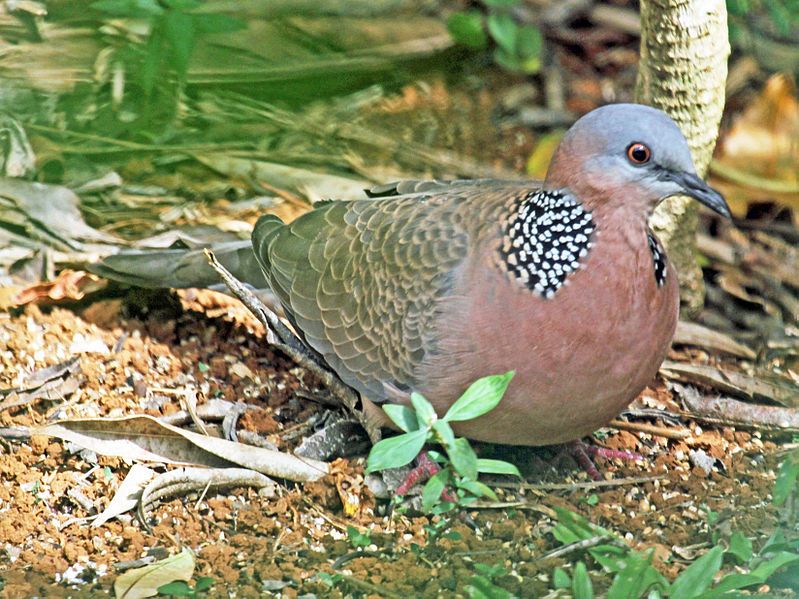 File:Spotted Dove RWD4.jpg