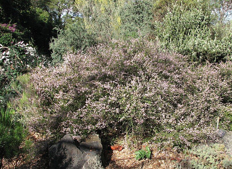 File:Thryptomene 'F.C. Payne'.jpg