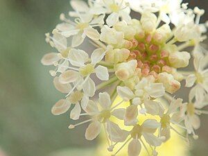 flower head