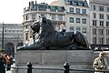 Lion Guarding Nelson's Column, 2007