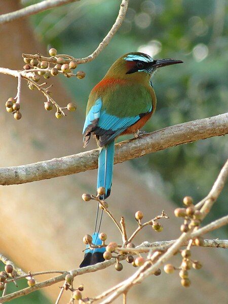 File:Turquoise-browed Motmot (16423222357).jpg