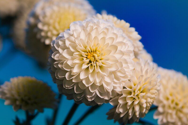 File:Unidentified Chrysanthemum 6970.jpg