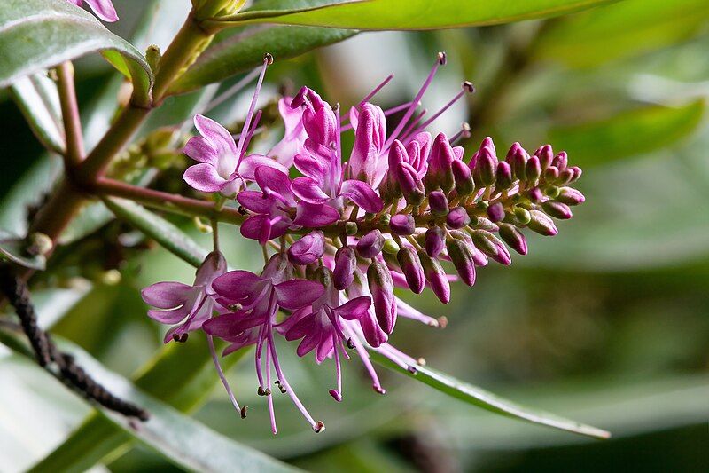 File:Unidentified Flower 7302.jpg