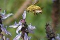 Valley carpenter bee, Xylocopa varipuncta. Slightly clipped on top but in focus.