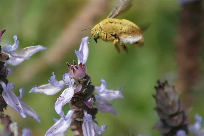 File:Unidentified bee 2.JPG