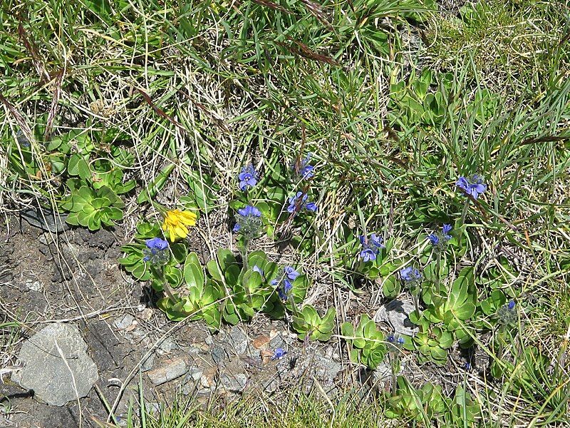 File:Veronica bellidioides001.jpg