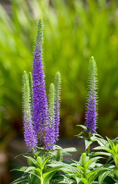 File:Veronica spicata 1005.jpg