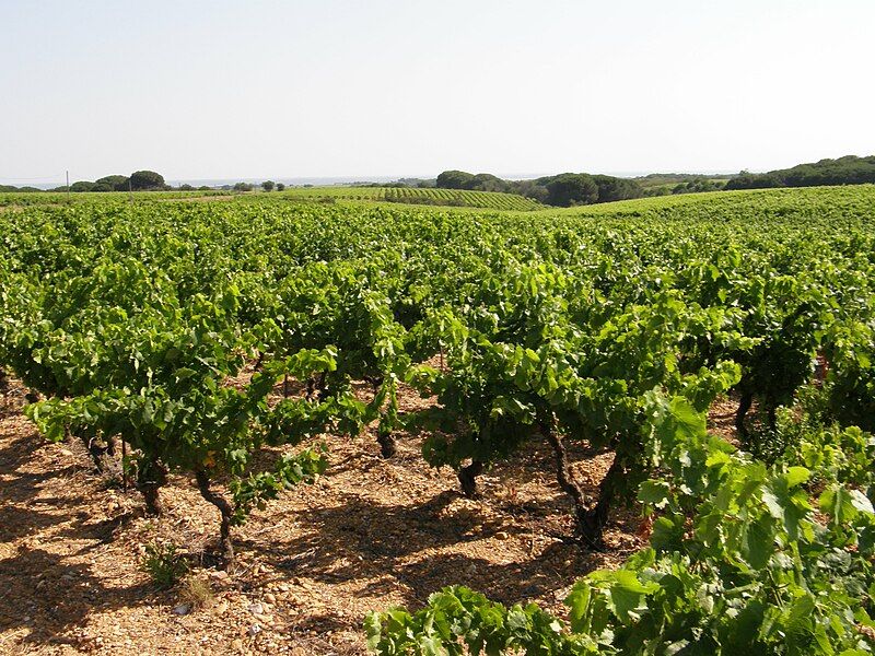 File:Vignes des Costières.JPG