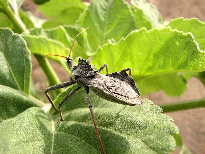 File:Wheel bug back.JPG