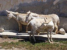 a small woolly white donkey fitted with a pack-saddle