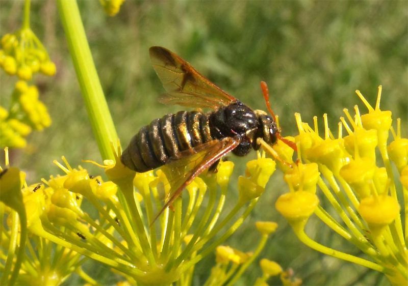 File:Abia sericea 1.jpg