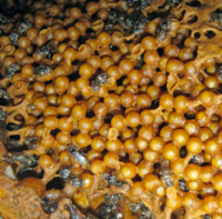 Clustered brood of A. cassiae