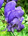 Aconitum napellus