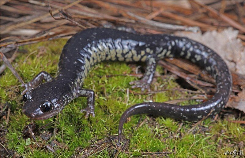 File:Adult Plethodon mississippi.jpg