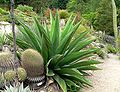 Agave gentryi