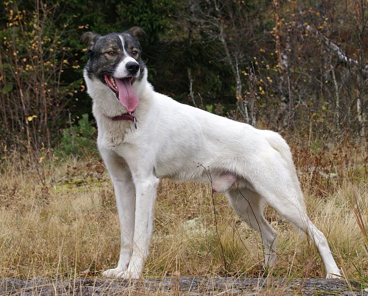 File:Alaskan husky (1815096882).jpg