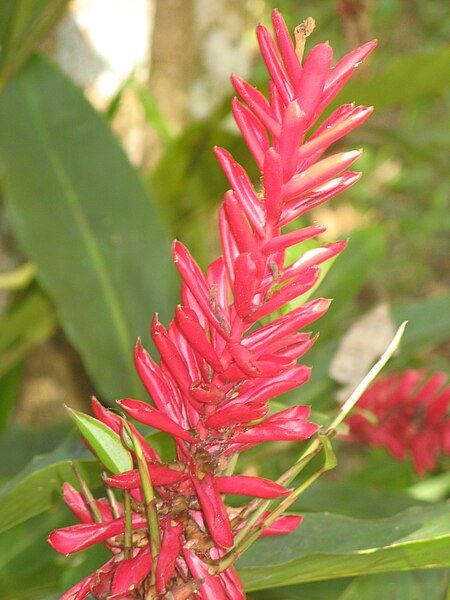 File:Alpinia purpurata2.JPG