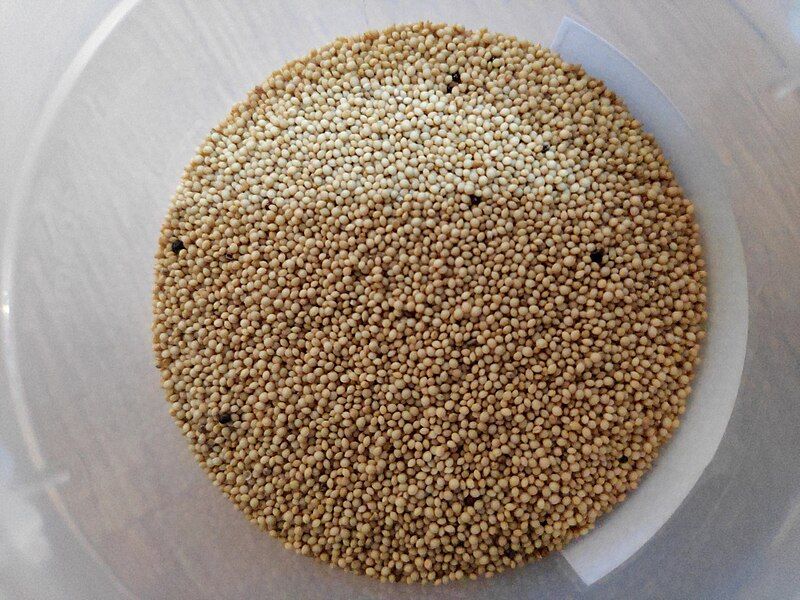 File:Amaranth Grain.jpg