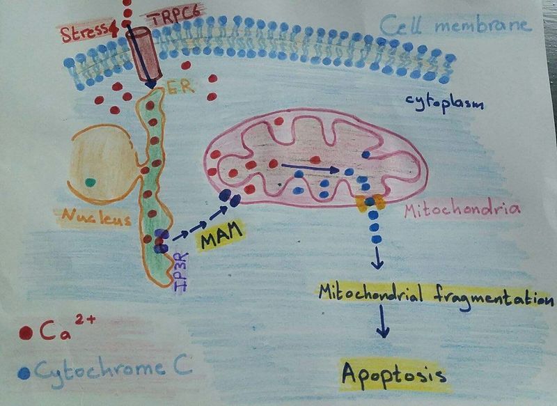 File:Apoptosis in MAM.jpg