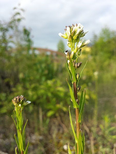 File:Arabis sagittata sl9.jpg