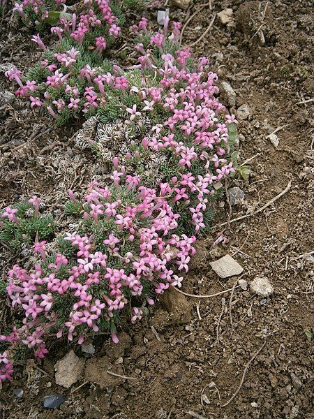 File:Asperula nitida.JPG