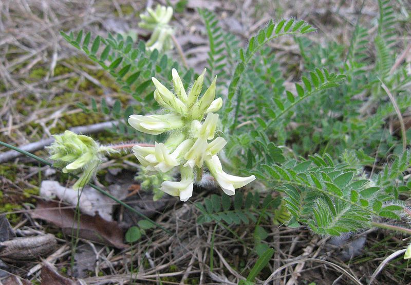 File:Astragalus tennesseensis.jpg