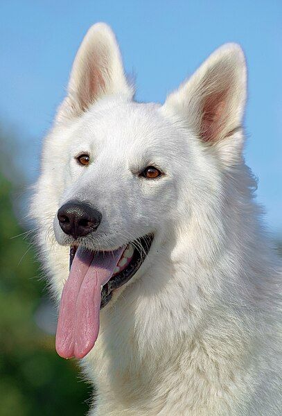 File:Berger blanc suisse3.jpg