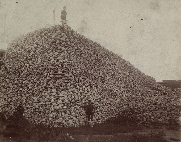 File:Bison skull pile.jpg