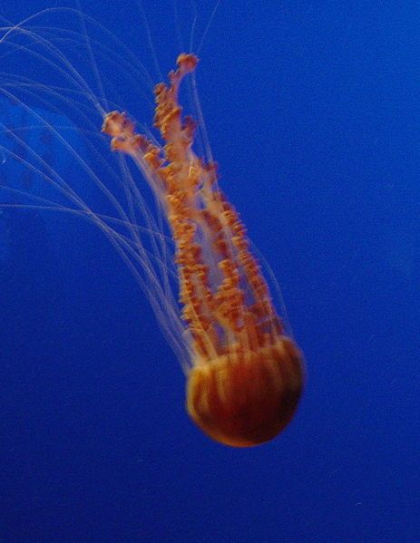 File:Blackseanettlejellyfish1200ppx.JPG