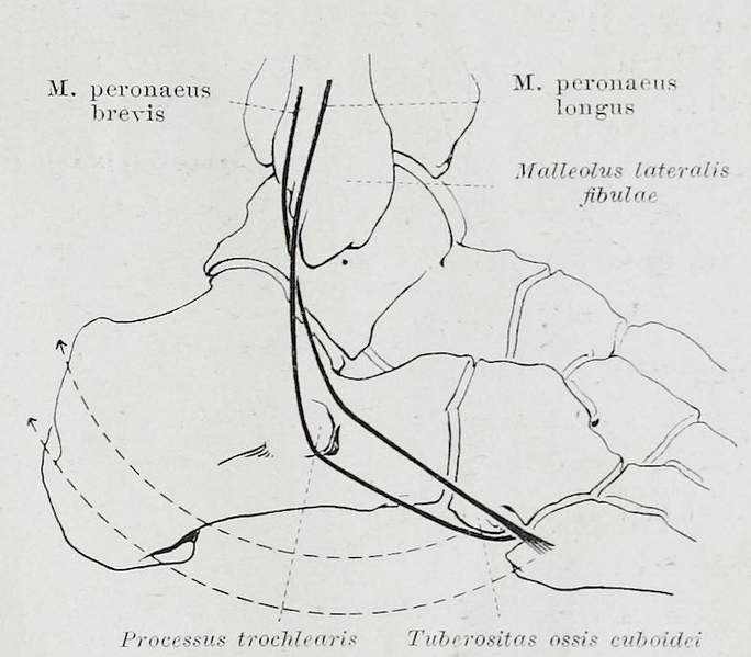 File:Braus 1921 296.png