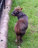 Pudú