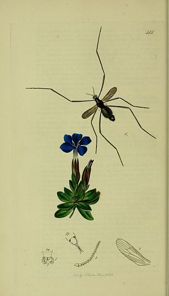 File:Britishentomologyvolume8Plate444.jpg