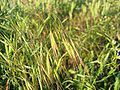 barren brome B. sterilis