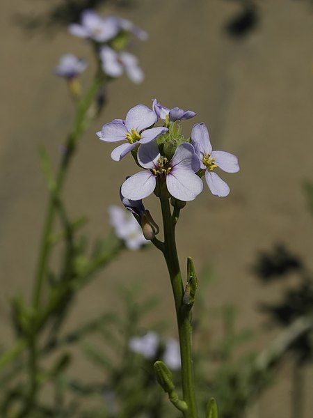 File:Cakile maritima (flowers).jpg