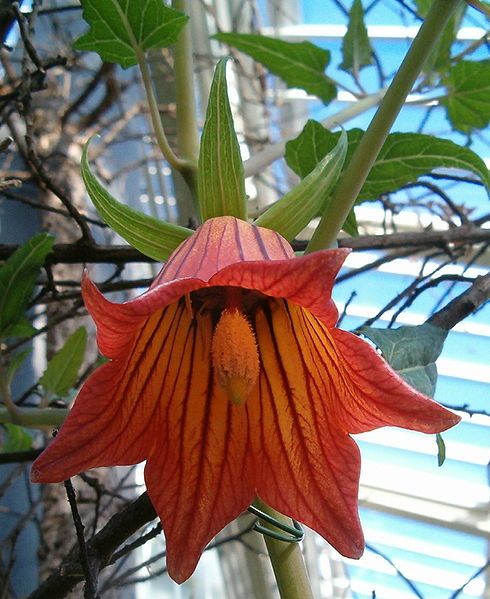 File:Canarina canariensis BotGardBln1105c.jpg