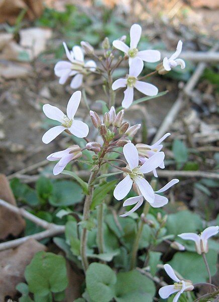 File:Cardamine douglassii.jpg