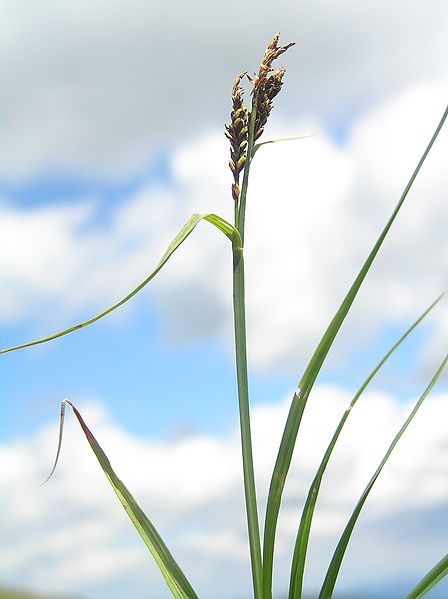 File:Carex bigelowii.JPG