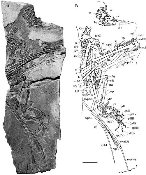 File:Carniadactylus rosenfeldi.jpg