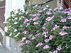 Periwinkle in bloom (Catharanthus roseus)