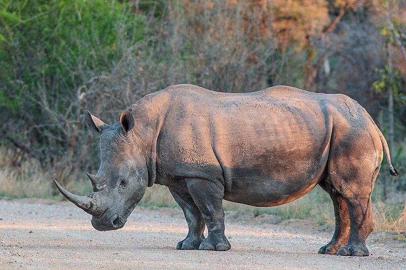 File:Ceratotherium simum (21922261908).jpg