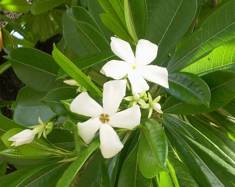 File:Cerbera odollam (Flowers).JPG