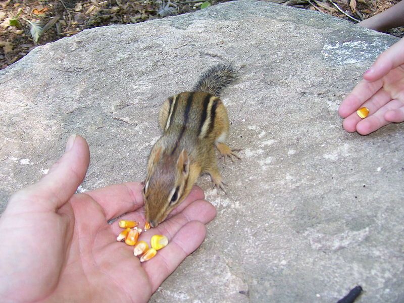 File:Chipmunk 222.jpg