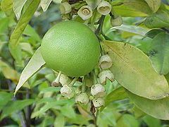 Fruit and blossoms at the same time