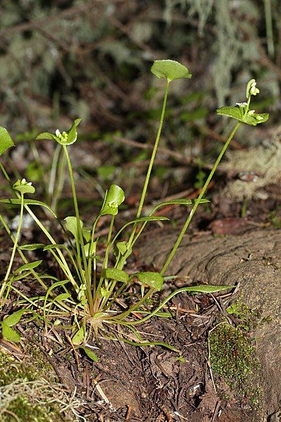 File:Claytonia perfoliata 6641.JPG