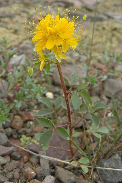 File:Cleome platycarpa.jpg