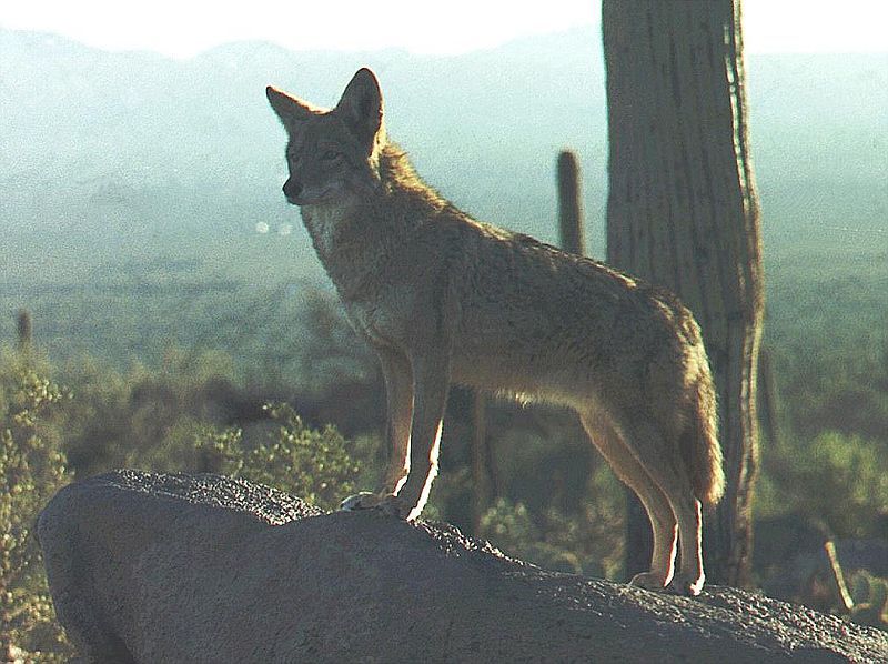 File:Coyote Arizona.jpg